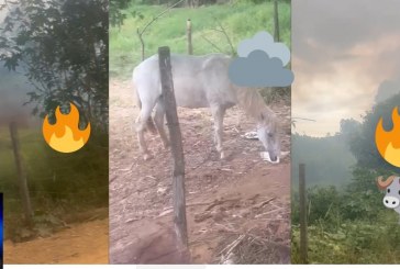 👉🤔🐕🐩🐎🐑🐏🐐🐴ANIMAIS SOLTOS  PELAS VIAS PÚBLICA