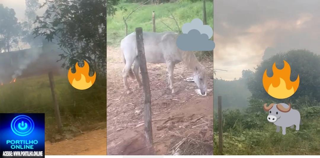 👉🤔🐕🐩🐎🐑🐏🐐🐴ANIMAIS SOLTOS  PELAS VIAS PÚBLICA
