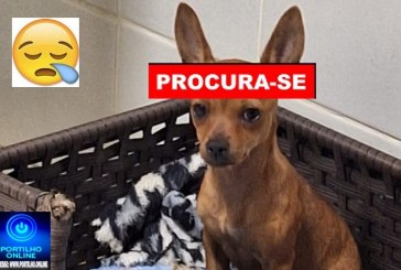👉😔🙄😭🐩🐕🐈A CADELINHA ‘ MAYA ‘ ESTÁ DESAPARECIDA!!!