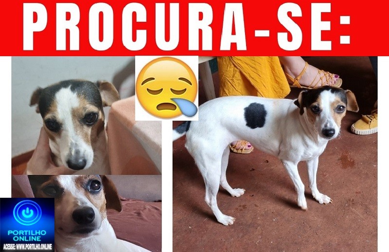 👉😔🙄😭🐩🐕🐈A CADELINHA ‘ RAQUEL ‘ ESTÁ DESAPARECIDA!!!