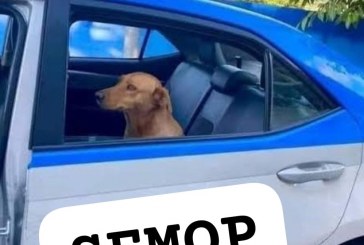 Furo de reportagem…👉🫵📢👀🗣😳😱🚔🚓🐕‍🦺🦮🐕”Caramelo ataca veterinária e é conduzido na viatura”   Após um início de motim e