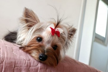 👉😔🙄😭🐩🐕🐈A CADELINHA ‘ Lili‘ ESTÁ DESAPARECIDA!!!