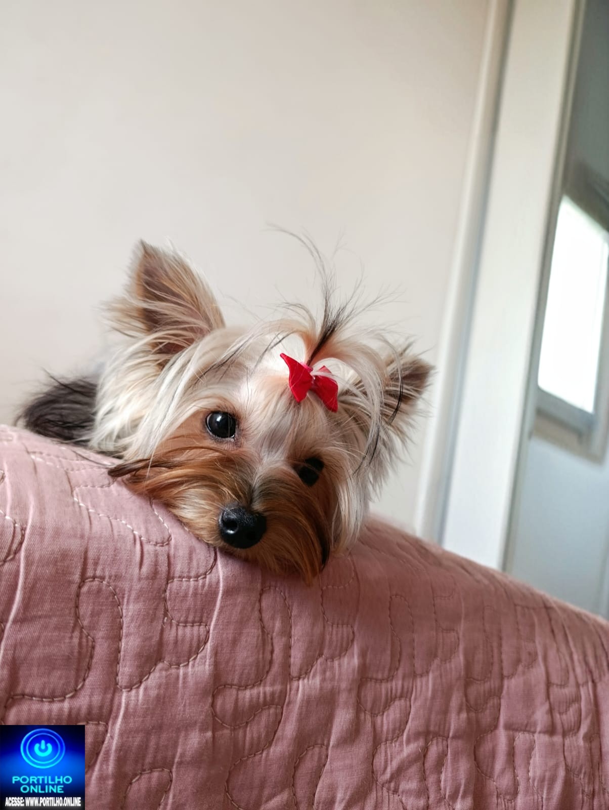 👉😔🙄😭🐩🐕🐈A CADELINHA ‘ Lili‘ ESTÁ DESAPARECIDA!!!