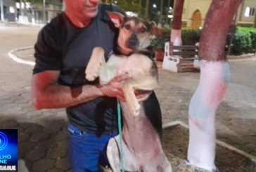 ✍👏📢🙀🐶🐕‍🦺🦮🐕🐩Cães foram devolvidos ao seu “habitat natural”: a Praça Santa Luzia. E os ratos, serão protegidos também?