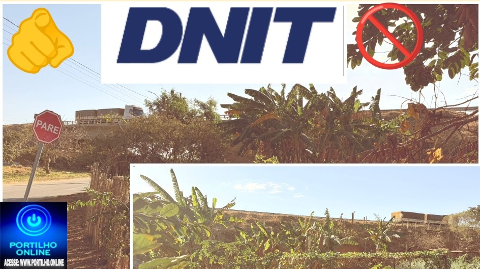 🫵🏻👏🏻🎤😂👉🏼🎬👁🗣🔍🔎👀 Denit solicita remoção de bananeiras às margens da BR-365