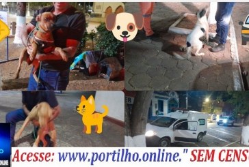 👉✍👏📢🙀🐶🐕‍🦺🦮🐕🐩Cães de rua começam a ser recolhidos em resposta a antiga demanda da população