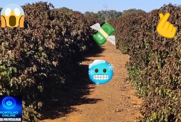 👉🚜🫵😶‍🌫🥶🤯☕⛑Geada desta segunda-feira queima lavouras de café na região de Patrocínio