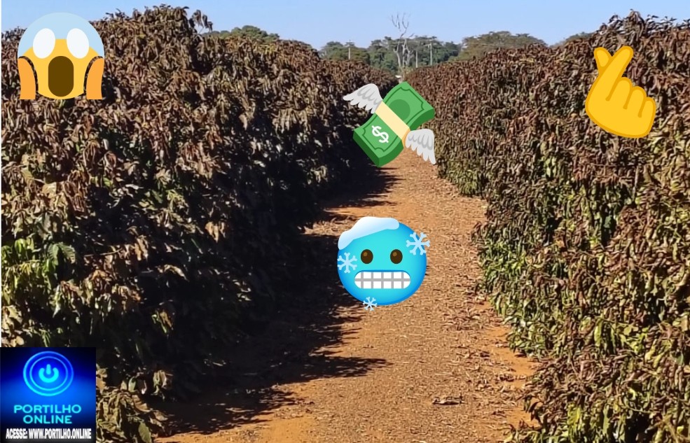 👉🚜🫵😶‍🌫🥶🤯☕⛑Geada desta segunda-feira queima lavouras de café na região de Patrocínio