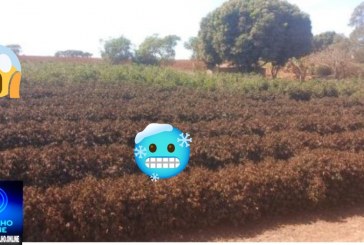 👉📢🫵😢🥶🤯🥶Geada atinge lavouras de café em diversas regiões