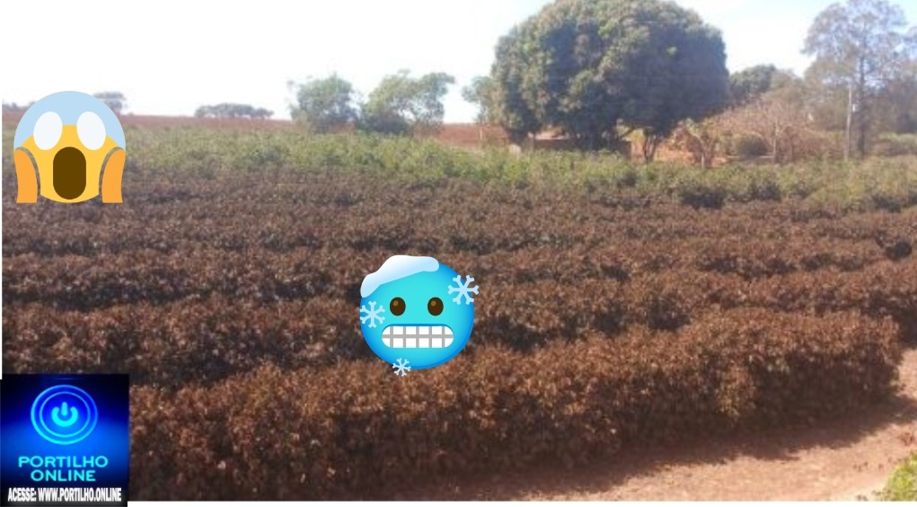 👉📢🫵😢🥶🤯🥶Geada atinge lavouras de café em diversas regiões