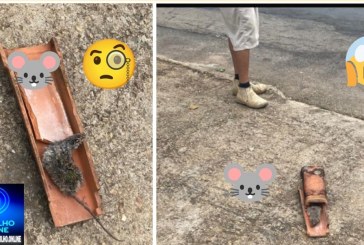 📢🤪😂🐭🐁🧀👎😱🐀👽🫵É fato, em Patrocinio tem também” rato 🐭 🐁 na telha”!