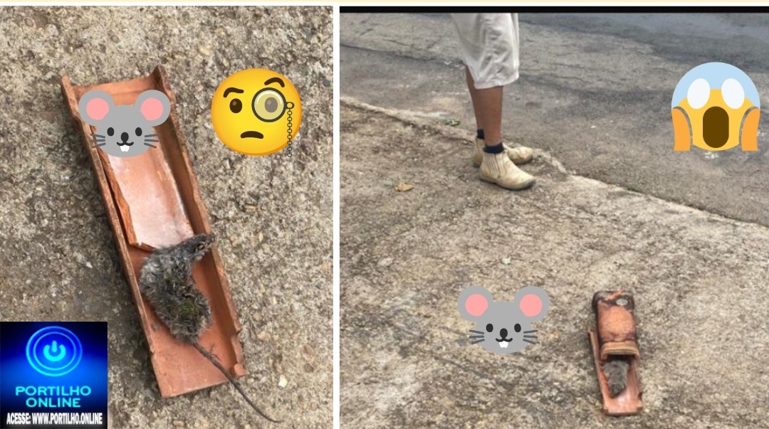 📢🤪😂🐭🐁🧀👎😱🐀👽🫵É fato, em Patrocinio tem também” rato 🐭 🐁 na telha”!