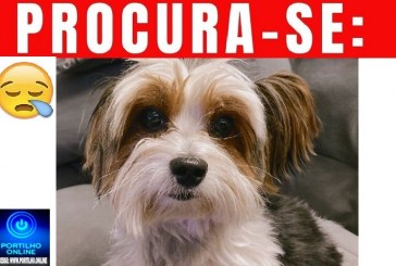 👉😔🙄😭🐩🐕🐈 Cãozinho “Fred” está desaparecido!
