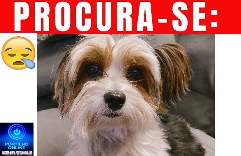 👉😔🙄😭🐩🐕🐈 Cãozinho “Fred” está desaparecido!