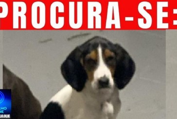 👉😔🙄😭🐩🐕🐈A CADELINHA ‘ MARGARIDA ‘ ESTÁ DESAPARECIDA!!!