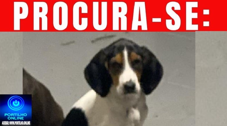👉😔🙄😭🐩🐕🐈A CADELINHA ‘ MARGARIDA ‘ ESTÁ DESAPARECIDA!!!