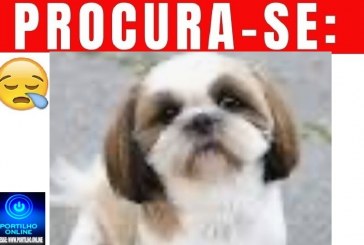 👉😔🙄😭🐩🐕🐈A CADELINHA ‘ BELA ‘ ESTÁ DESAPARECIDA!!!