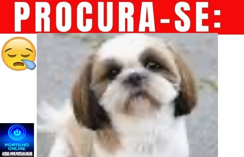 👉😔🙄😭🐩🐕🐈A CADELINHA ‘ BELA ‘ ESTÁ DESAPARECIDA!!!