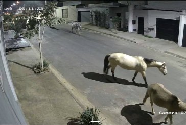 🫵👉👊🚓🚔🛑🐂🐎🐄🦬🦓🐴🦄 Isso é Patrocínio-MG: a volta das tapas e boiadas