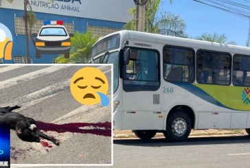 👉😱😓🐶🐕🦮Ônibus 🚍 🚌 🫵 🚌 Portílho o Coletivo atropelou e matou o cachorro e nao parou imagina se fosse uma criança 🚸