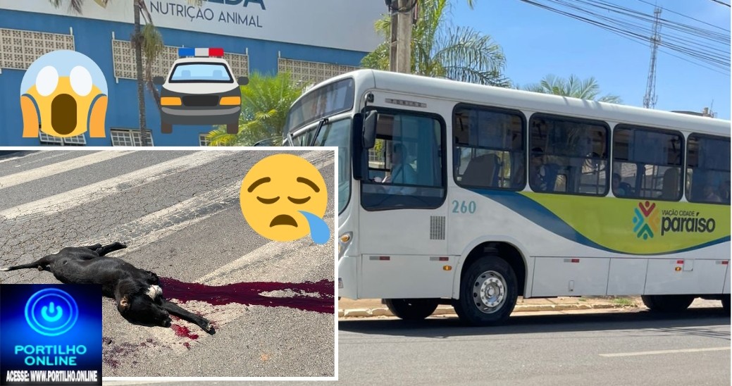 👉😱😓🐶🐕🦮Ônibus 🚍 🚌 🫵 🚌 Portílho o Coletivo atropelou e matou o cachorro e nao parou imagina se fosse uma criança 🚸