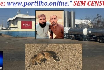 👉👀Ratos no laticinio!🔍🐭🐁🐀🔎🤔👿😱🤢🤮Laticínio Scala de Salitre de Minas, graves problemas de saúde pública: infestação de ratos.
