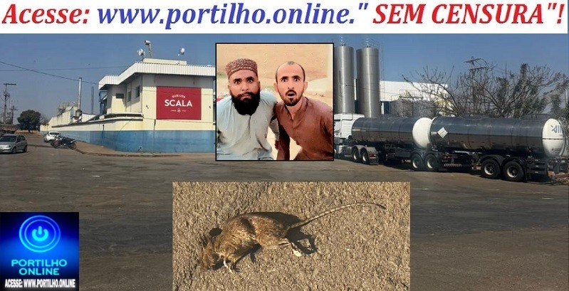 👉👀Ratos no laticinio!🔍🐭🐁🐀🔎🤔👿😱🤢🤮Laticínio Scala de Salitre de Minas, graves problemas de saúde pública: infestação de ratos.