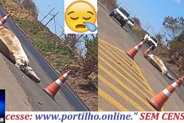 👉🔍🕵🔎🚨😱😮❓🚔😪😥🚑🐎ELE MORREU!!!Cavalo atropelado e morto em frente às obras da polêmica passarela