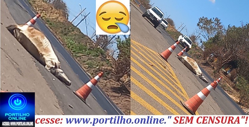 👉🔍🕵🔎🚨😱😮❓🚔😪😥🚑🐎ELE MORREU!!!Cavalo atropelado e morto em frente às obras da polêmica passarela