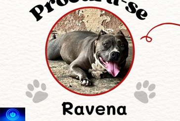 👉📢😰😪🐕Cadela ” Ravena” desaparecida”