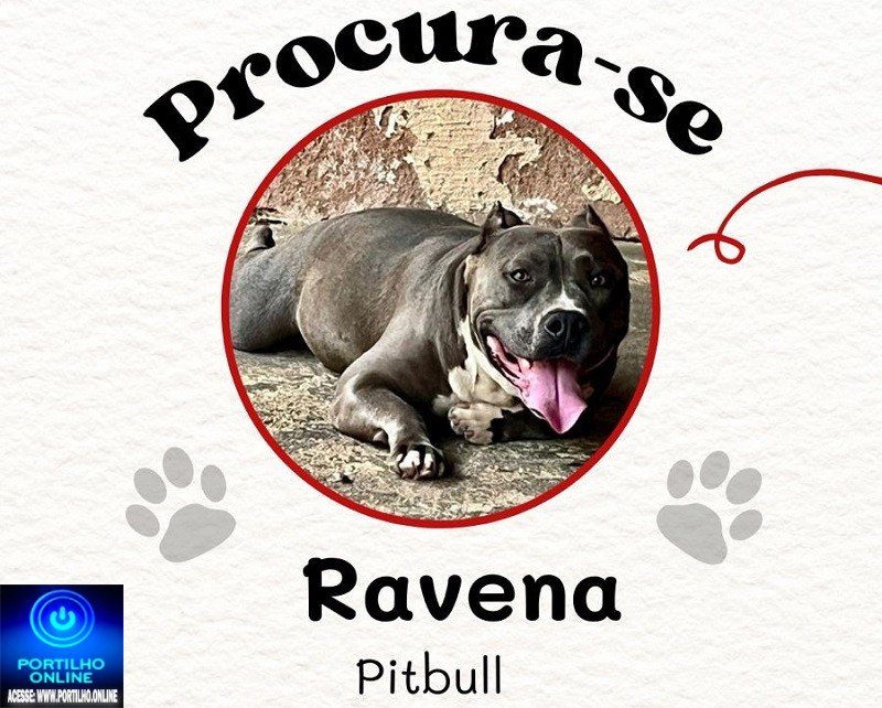 👉📢😰😪🐕Cadela ” Ravena” desaparecida”