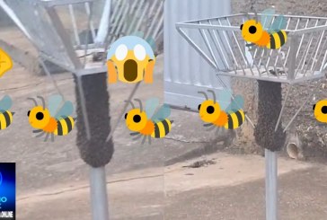 👉🐝🆘🤔🚨😱🚑🚒Enxame de abelhas assusta moradores na Rua Espanha, bairro Serra Negra 🐝🐝🐝