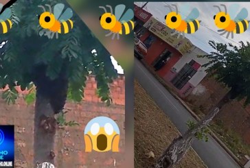 👉🐝🌳🫵😱👀🚑🚨 Enxame de abelhas 🐝 assusta transeuntes na Avenida Odir Aleixo