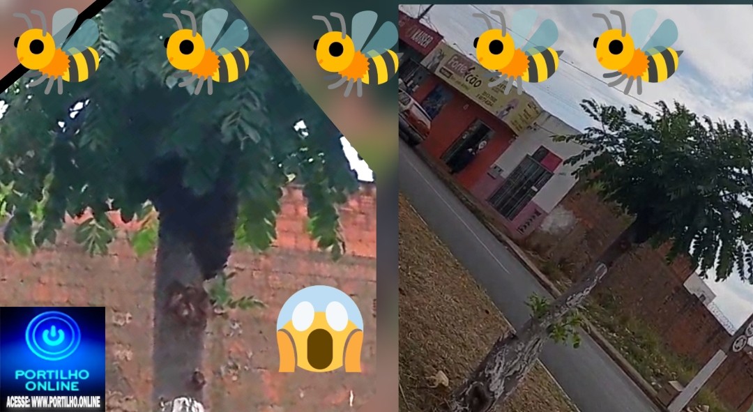 👉🐝🌳🫵😱👀🚑🚨 Enxame de abelhas 🐝 assusta transeuntes na Avenida Odir Aleixo