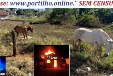 🫵😡😤🐴🐂🐎👉🚔🚨👀Moradores denunciam abandono de lote e maus-tratos a animais no bairro Dona Diva