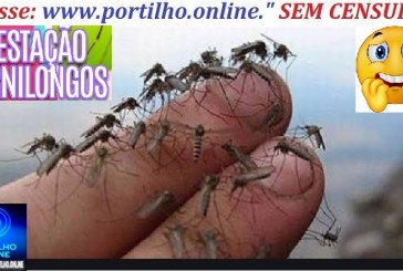 👉🫵😱😡😠🦟🦟🦟🦟Boa noite Portilho tudo bem, os pernilongo lá no Enéias tá comendo o povo tudo. Cadê os matador de pernilongo