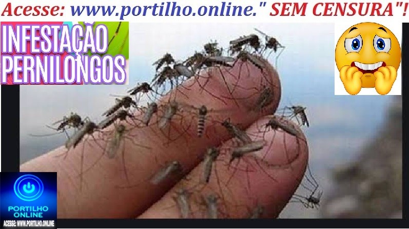 👉🫵😱😡😠🦟🦟🦟🦟Boa noite Portilho tudo bem, os pernilongo lá no Enéias tá comendo o povo tudo. Cadê os matador de pernilongo
