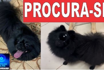 👉😔🙄😭🐩🐕🐈A CADELINHA ‘ LUNA ‘ ESTÁ DESAPARECIDA!!!