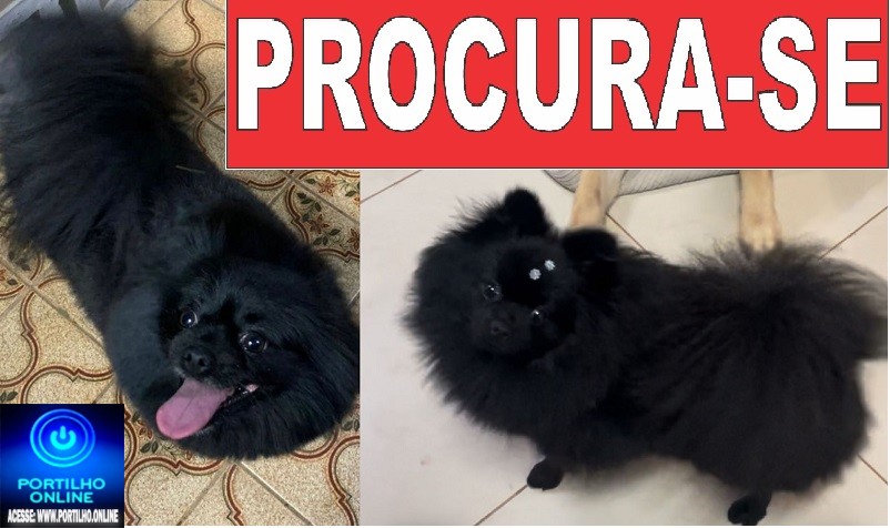👉😔🙄😭🐩🐕🐈A CADELINHA ‘ LUNA ‘ ESTÁ DESAPARECIDA!!!