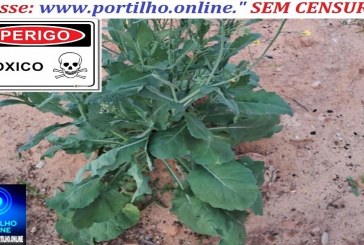 👉🤔😱😠🌿🍃🥦👻☠👽Couve “assassina”! A comunidade de Salitre de Minas enviou este famoso pé de couve “do caixão”.