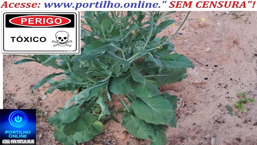 👉🤔😱😠🌿🍃🥦👻☠👽Couve “assassina”! A comunidade de Salitre de Minas enviou este famoso pé de couve “do caixão”.