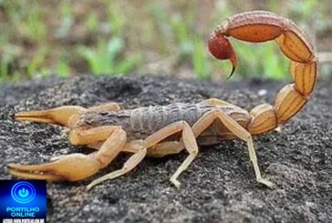 👉😱😨👀🦂🦂🦂⚠️ ALERTA URGENTE INFESTAÇÃO DE ESCORPIÕES NO BAIRRO MARTIM GALEGO