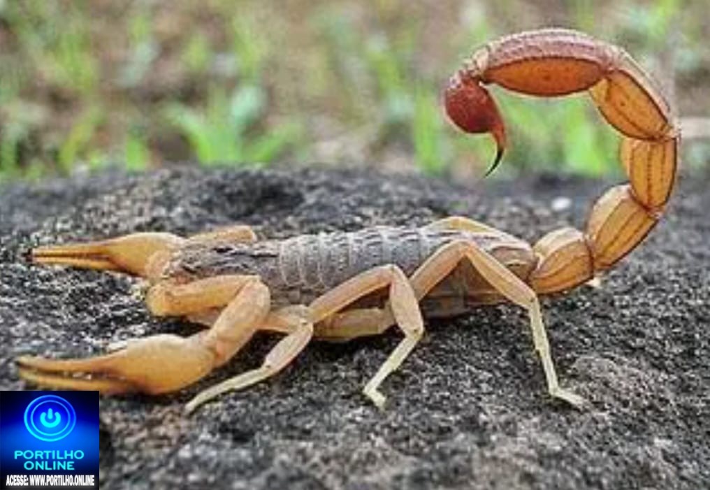 👉😱😨👀🦂🦂🦂⚠️ ALERTA URGENTE INFESTAÇÃO DE ESCORPIÕES NO BAIRRO MARTIM GALEGO