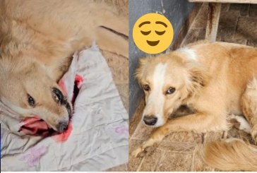 👉🫵😠😡😡🚔😱😢🐕‍🦺🦮🐕🐈‍⬛🐩*ATENÇÃO SUSPEITA DE ENVENENAMENTO NO MORADA NOVA,  FIQUEM DE OLHO, OLHEM NAS CÂMERAS*