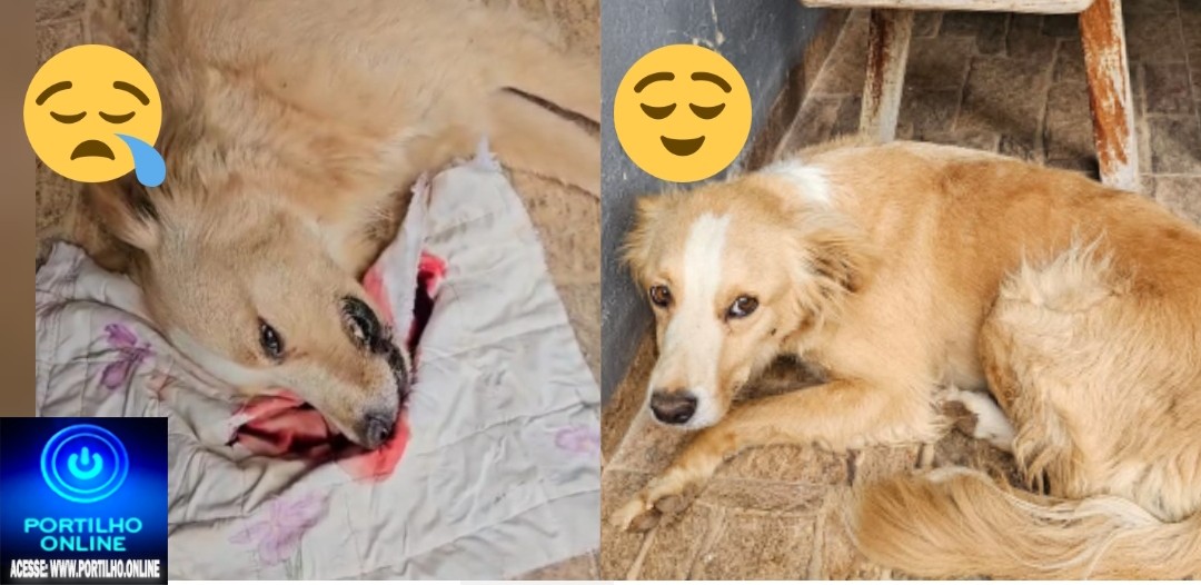 👉🫵😠😡😡🚔😱😢🐕‍🦺🦮🐕🐈‍⬛🐩*ATENÇÃO SUSPEITA DE ENVENENAMENTO NO MORADA NOVA,  FIQUEM DE OLHO, OLHEM NAS CÂMERAS*