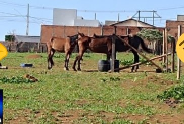 👉🫵👊😡👎🐎🐎🐎🚧🚨Onde está a associação de proteção animal? Situação de cavalos preocupa moradores