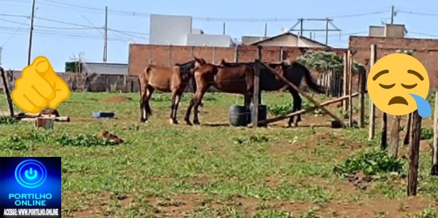👉🫵👊😡👎🐎🐎🐎🚧🚨Onde está a associação de proteção animal? Situação de cavalos preocupa moradores