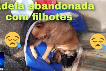  👎🫵😥🙂‍↕️🙁🐕‍🦺🐕🦮Olá,boa noite Portílho. Os moradores dessa casa trouxeram uma cachorra cheia de filhotes
