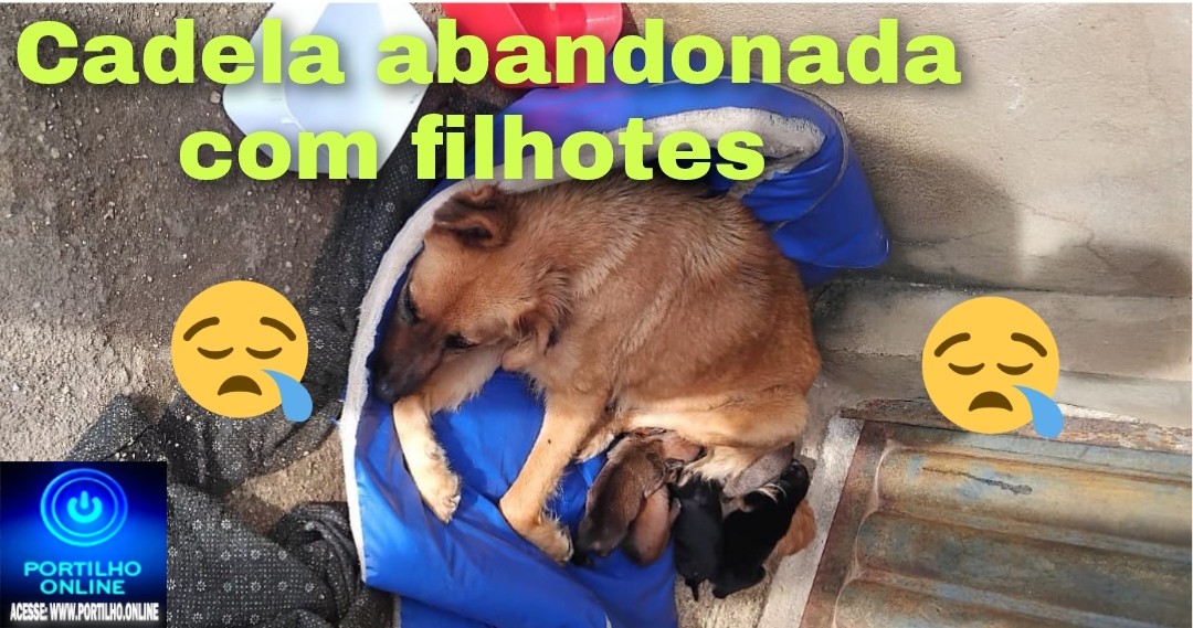  👎🫵😥🙂‍↕️🙁🐕‍🦺🐕🦮Olá,boa noite Portílho. Os moradores dessa casa trouxeram uma cachorra cheia de filhotes