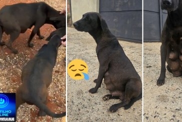 📢🐕‍🦺🦮🐕🐈‍⬛PORTILHO, FAZ UMA DENÚNCIA PRA NÓS AÍ